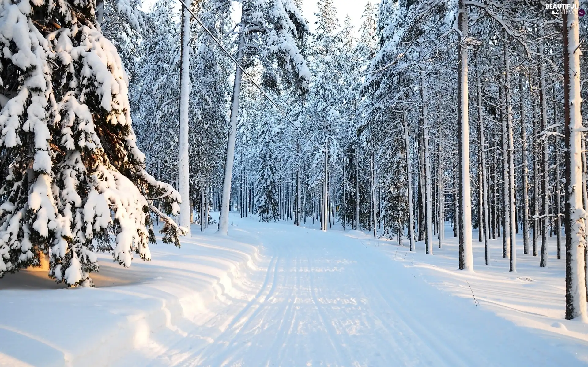 Przebijające, sun, forest, Way, winter