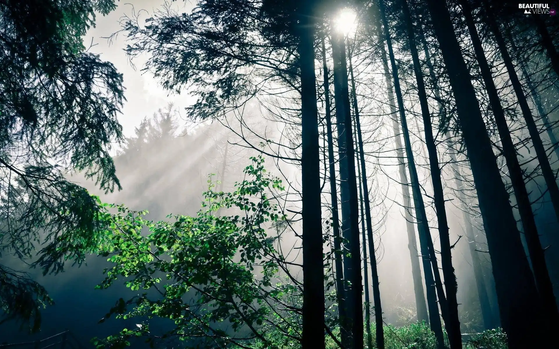 viewes, Przebijające, luminosity, ligh, flash, trees, forest, sun