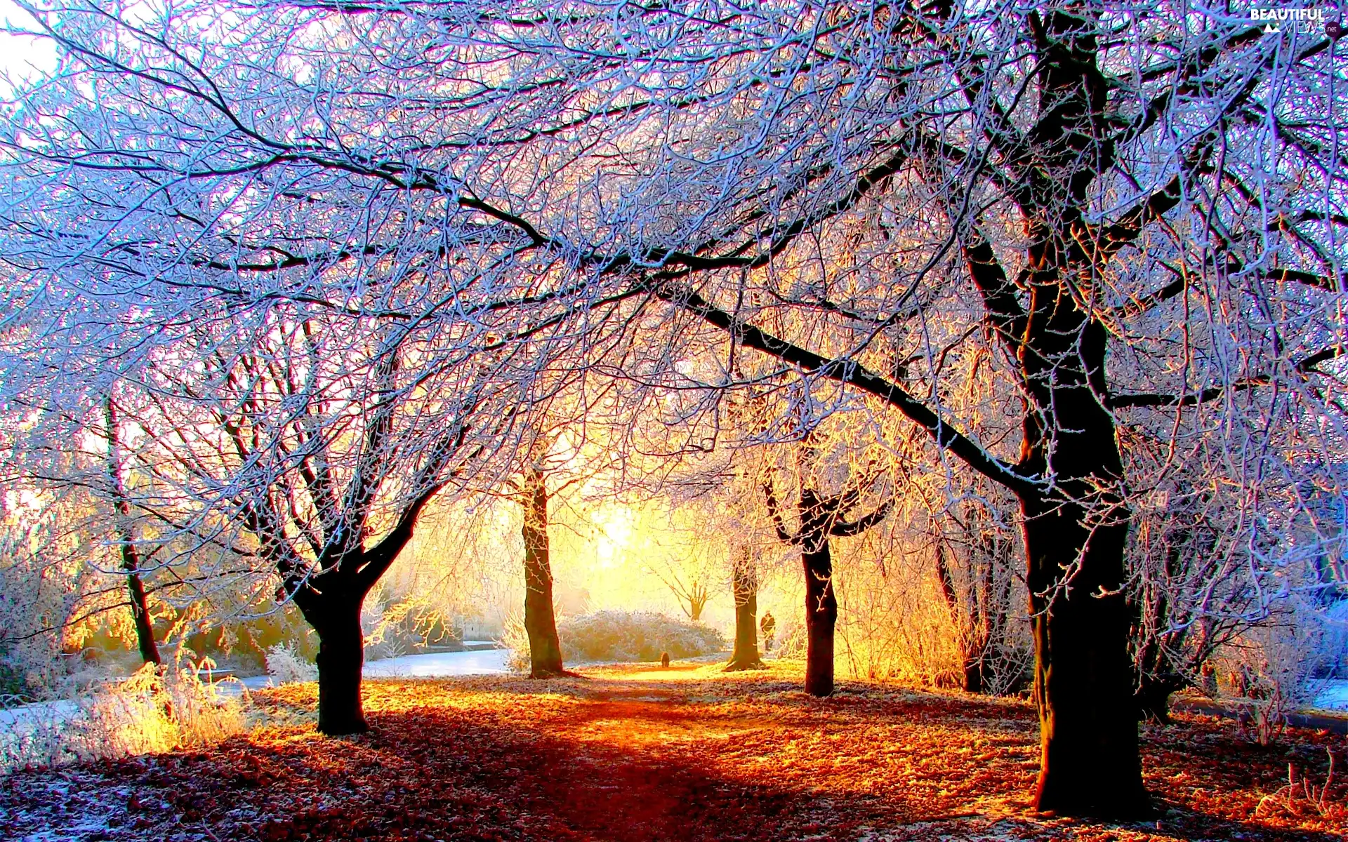 viewes, Przebijające, luminosity, ligh, flash, trees, winter, sun