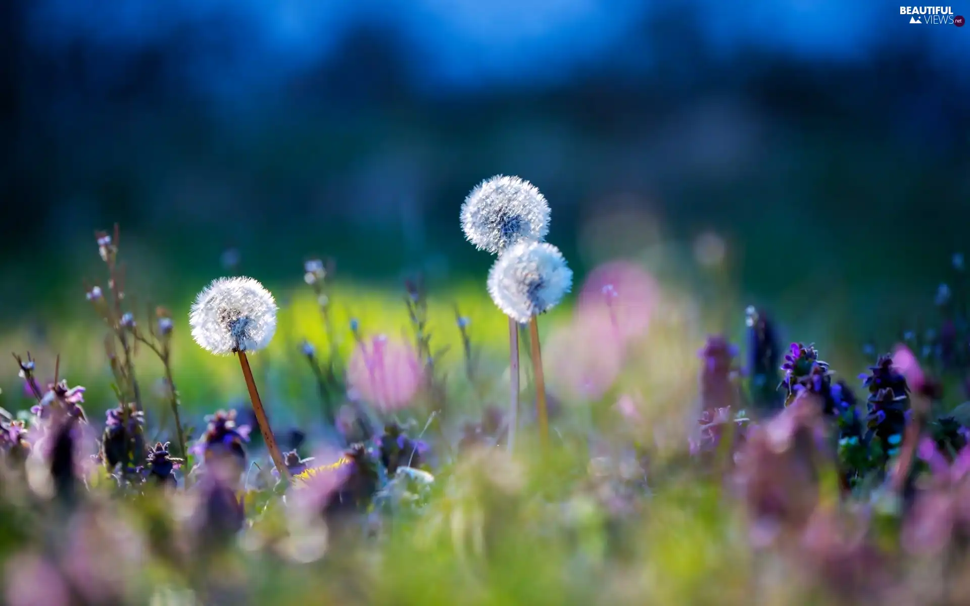 Meadow, grass, puffball, Flowers