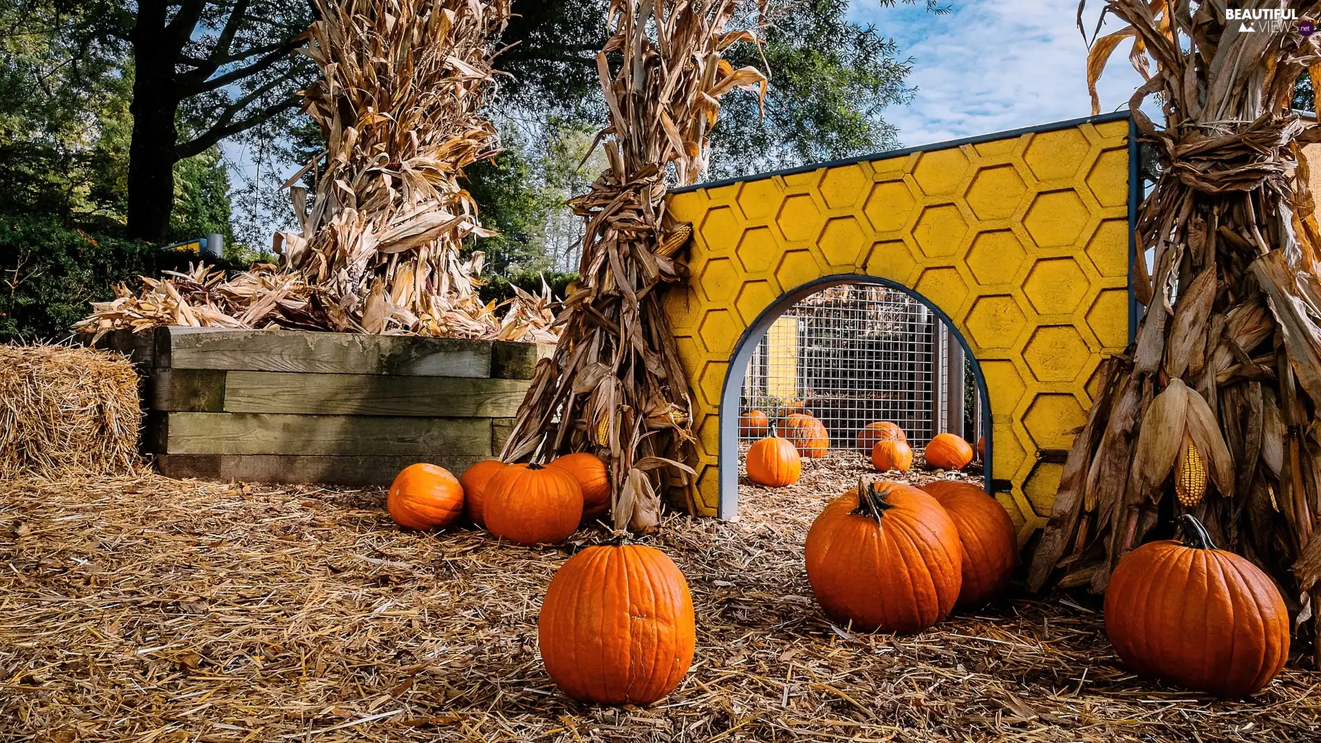 backyard, corn-cob, pumpkin, sheaves