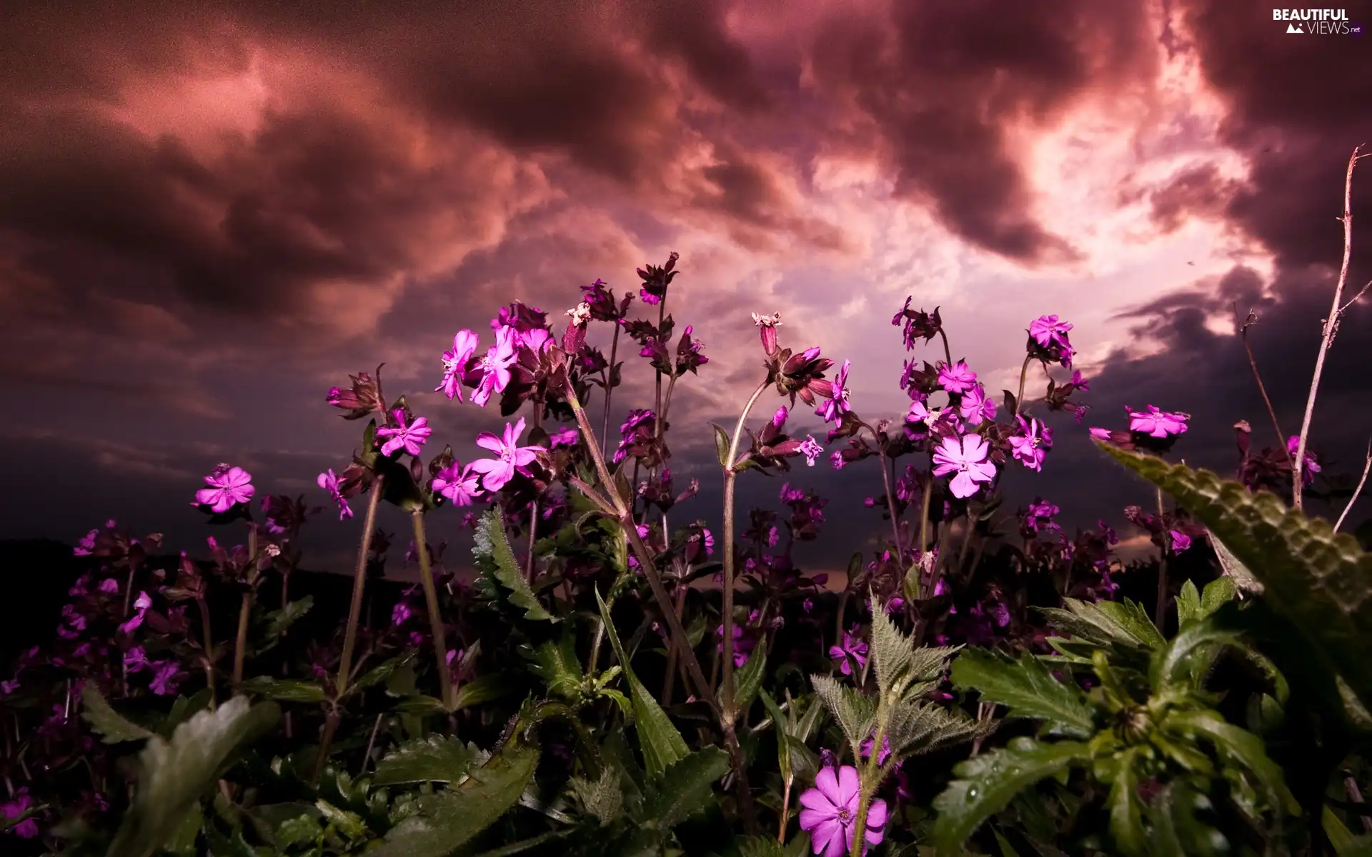 Purple, Flowers, west, sun, clouds