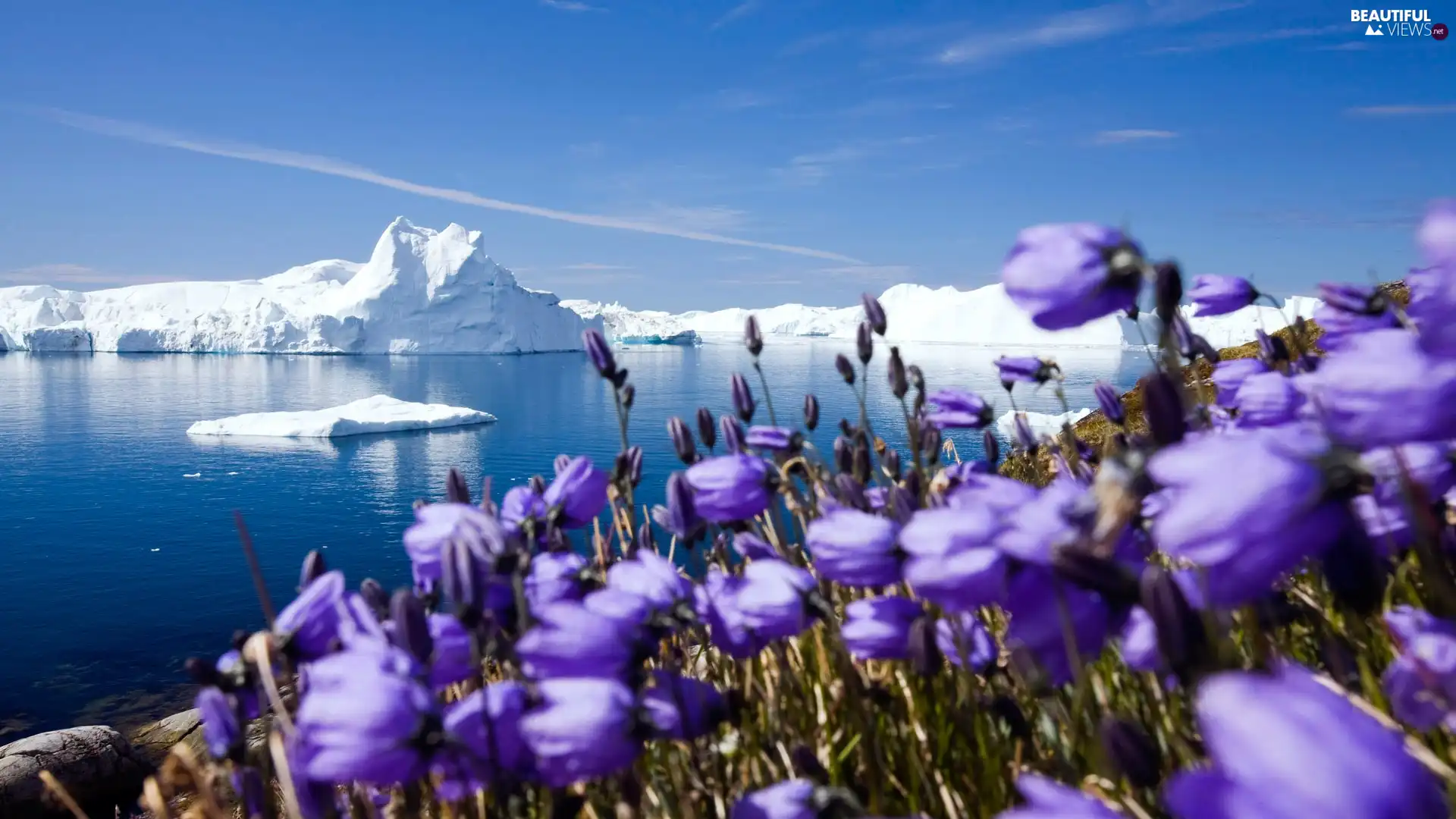purple, Flowers, ice, sea, Mountains