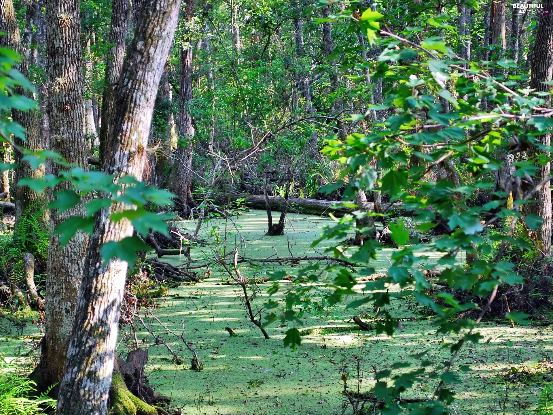quagmire, forest, green