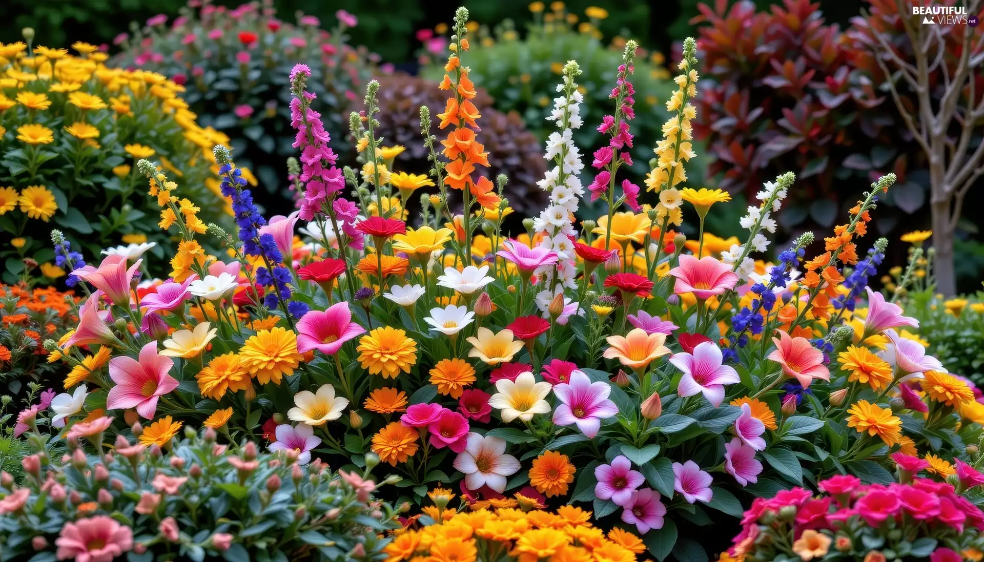 Garden, Rabatka, color, Flowers, different