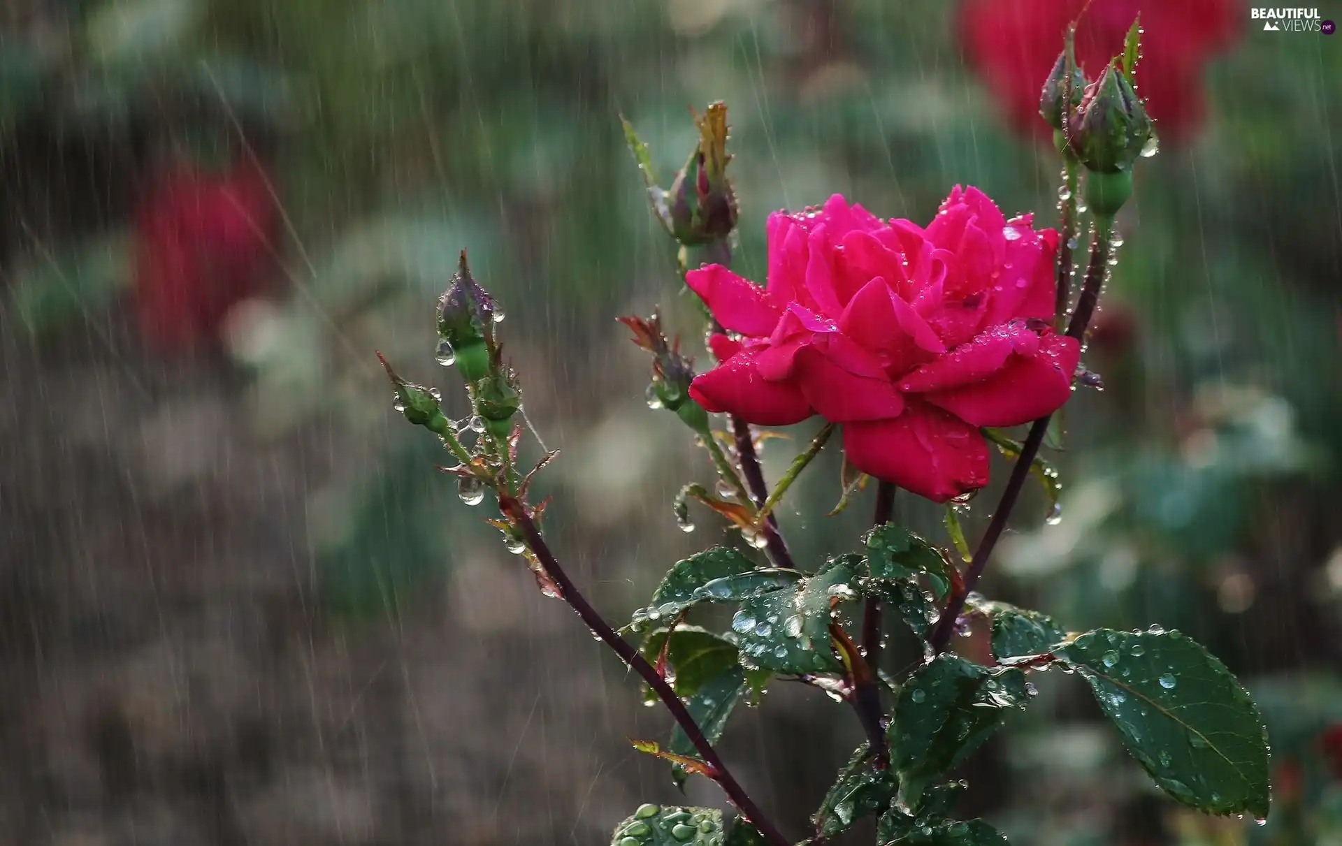 Rain, rose, Buds