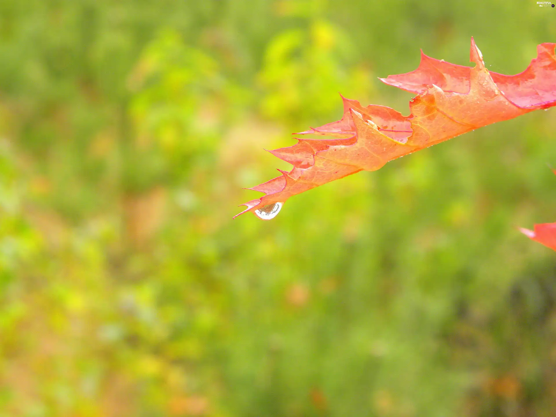 rain, leaf, drop
