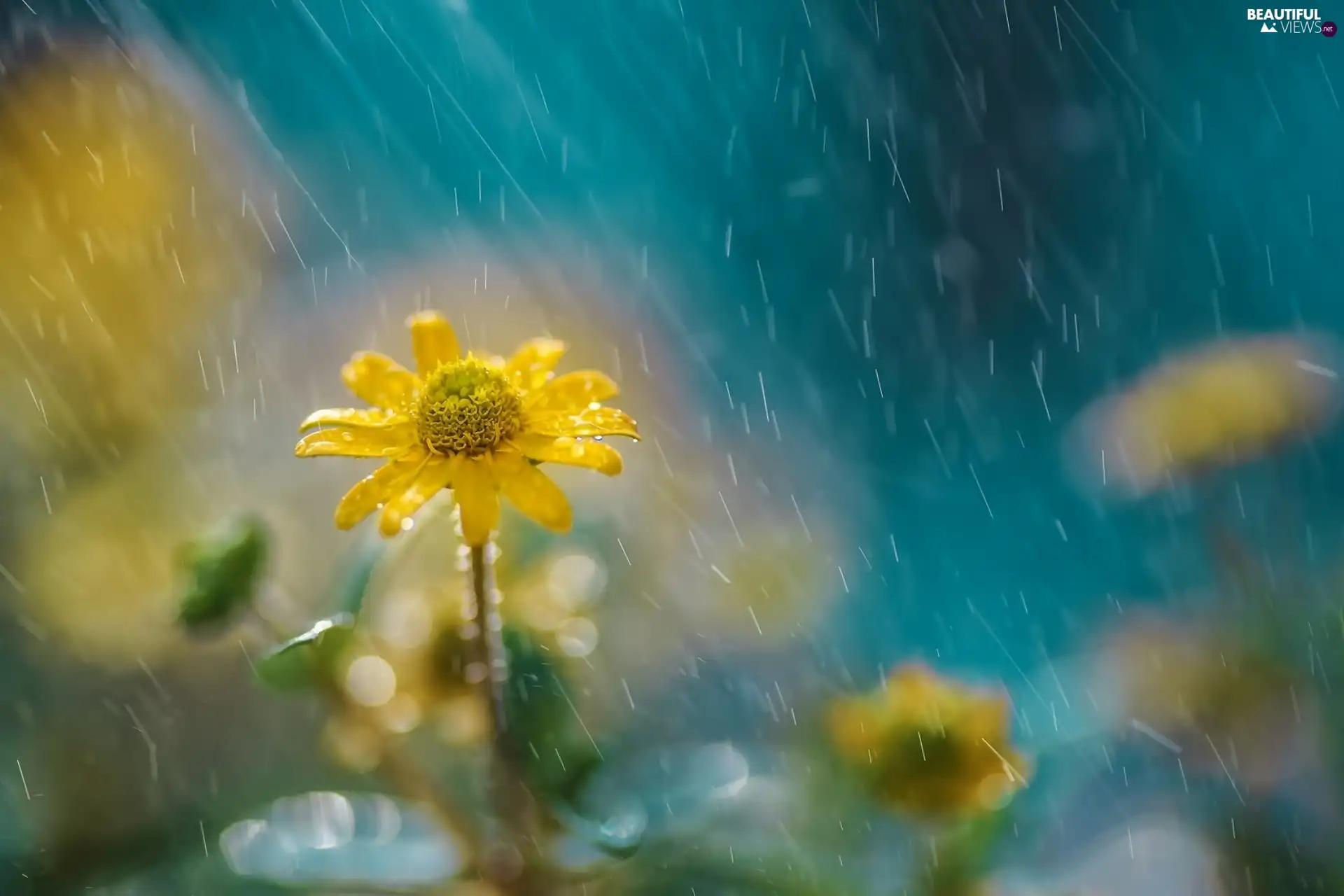 Rain, Yellow, Flower