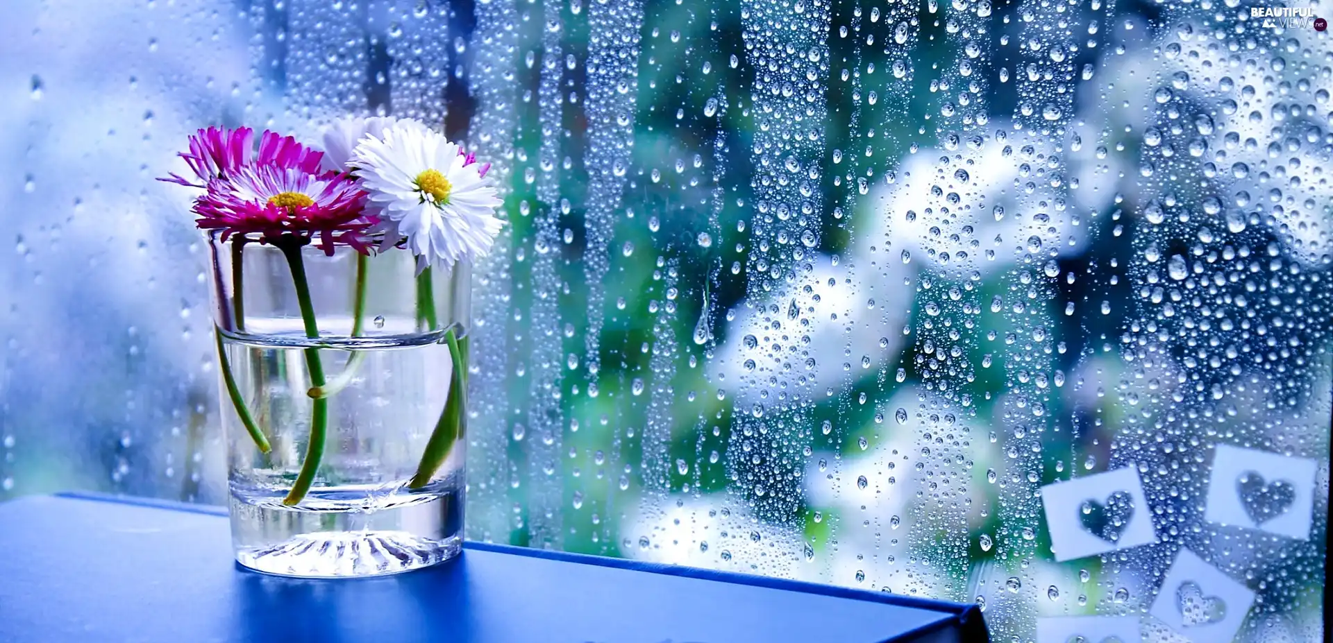 Rain, Flowers, Glass