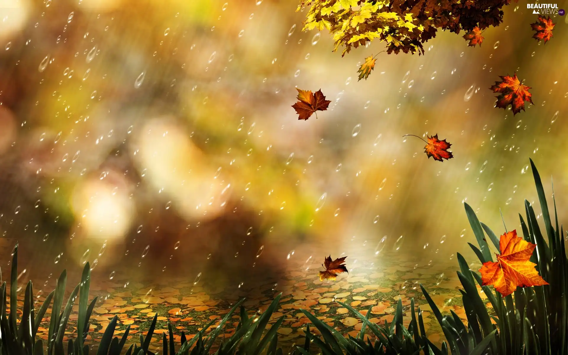 Rain, Leaf, grass