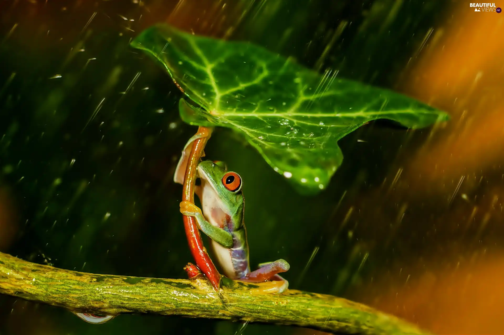 Rain, frog, leaf