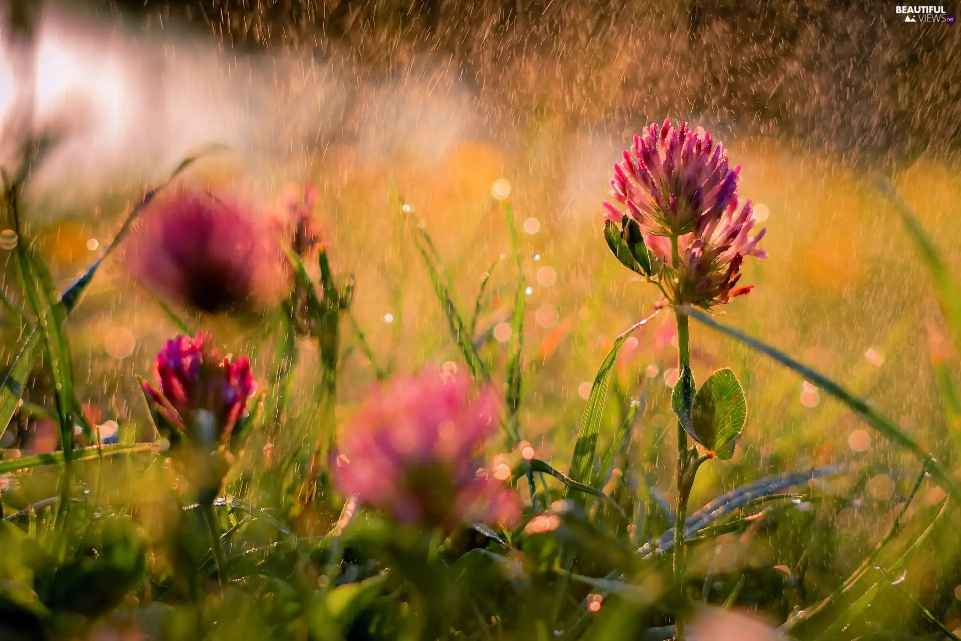 trefoil, Rain