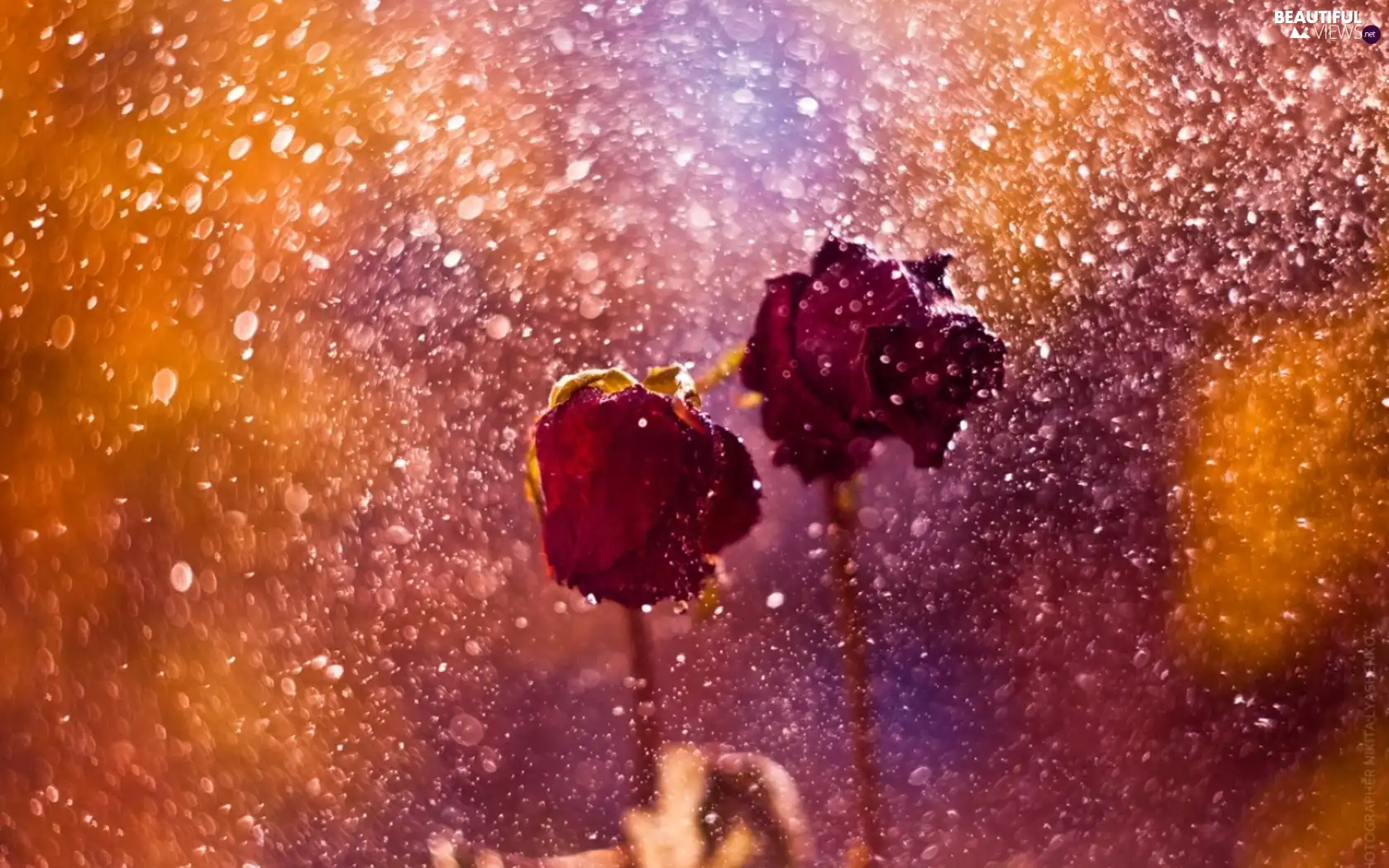 Two, roses, Rain, Red
