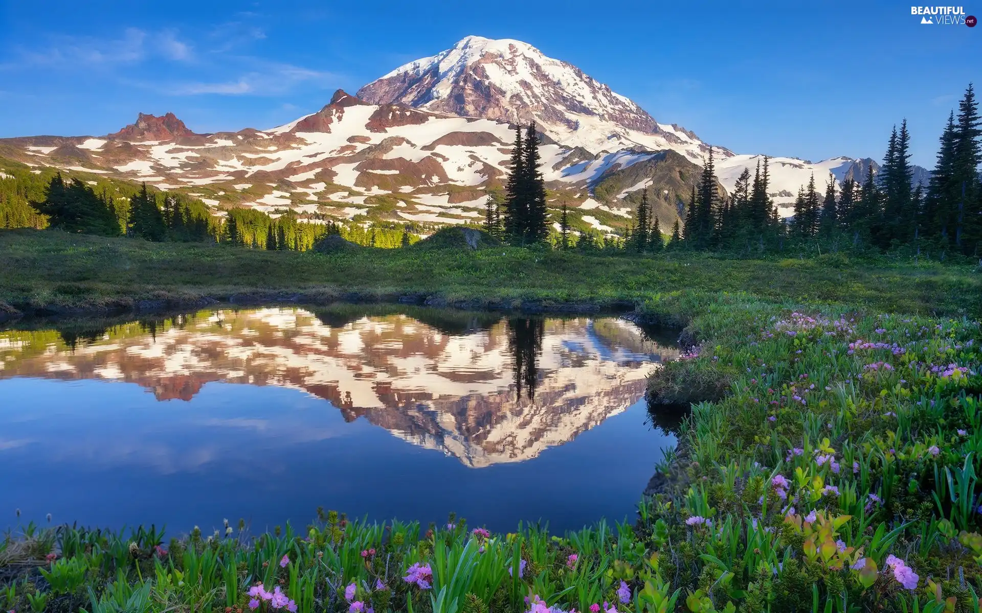 puddle, Washington State, Stratovolcano Mount Rainier, viewes, Meadow, The United States, Mount Rainier National Park, Mountains, trees, Flowers