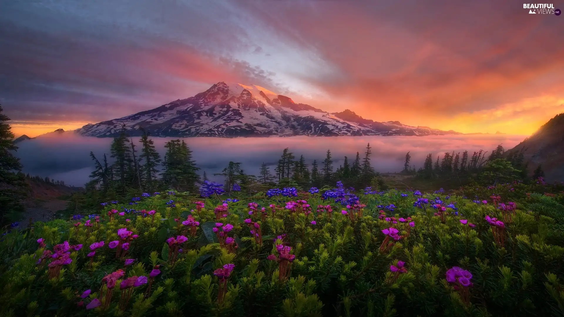 Flowers, Washington State, Stratovolcano Mount Rainier, viewes, Mountains, The United States, Mount Rainier National Park, Sunrise, trees, Fog