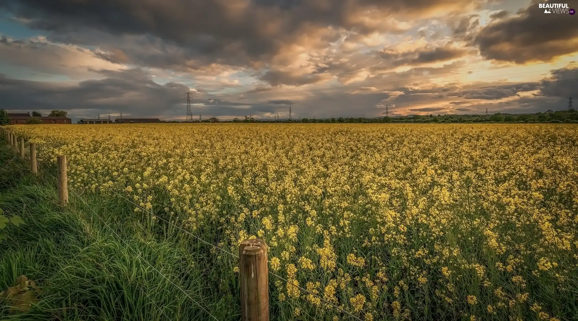 rape, Field, fence