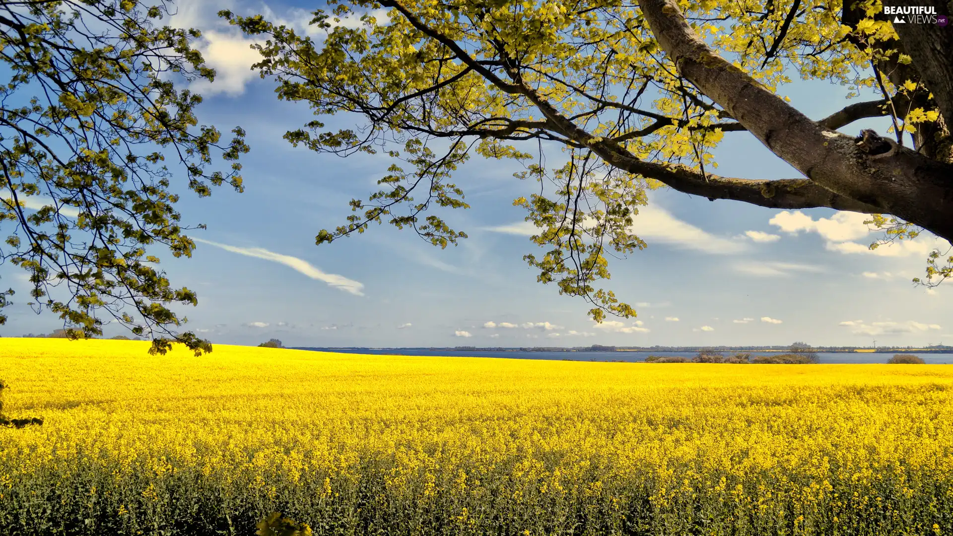 viewes, branch pics, rape, trees, Field