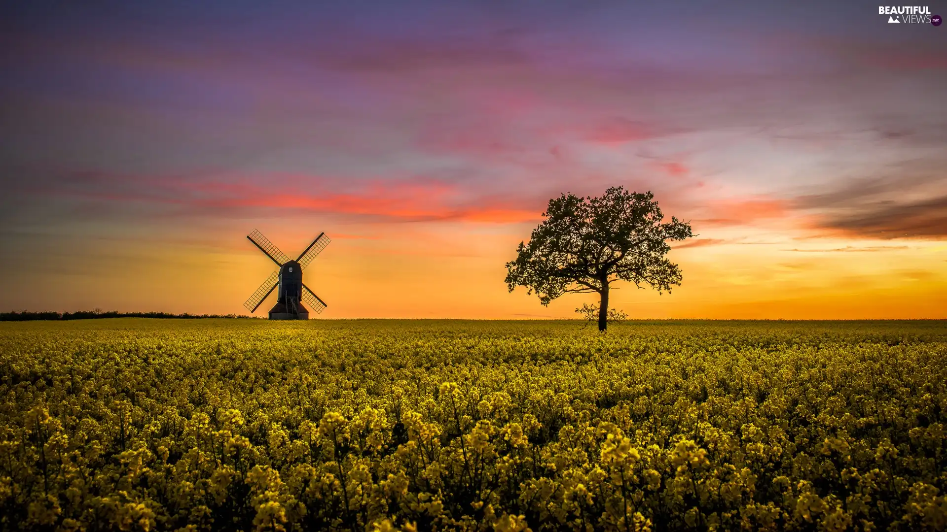 trees, Great Sunsets, rape, Windmill, Field