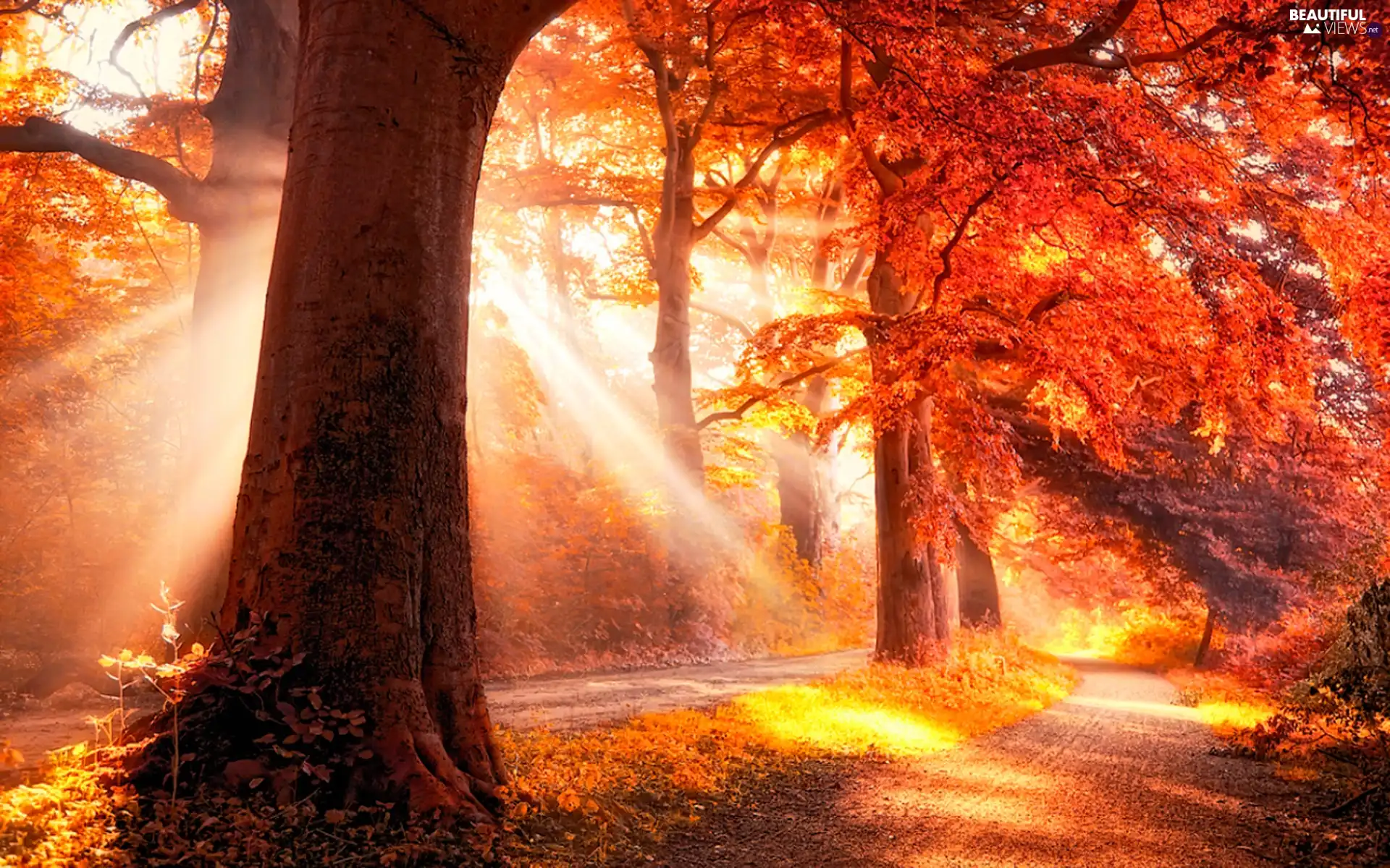 trees, rays of the Sun, Alleys, viewes