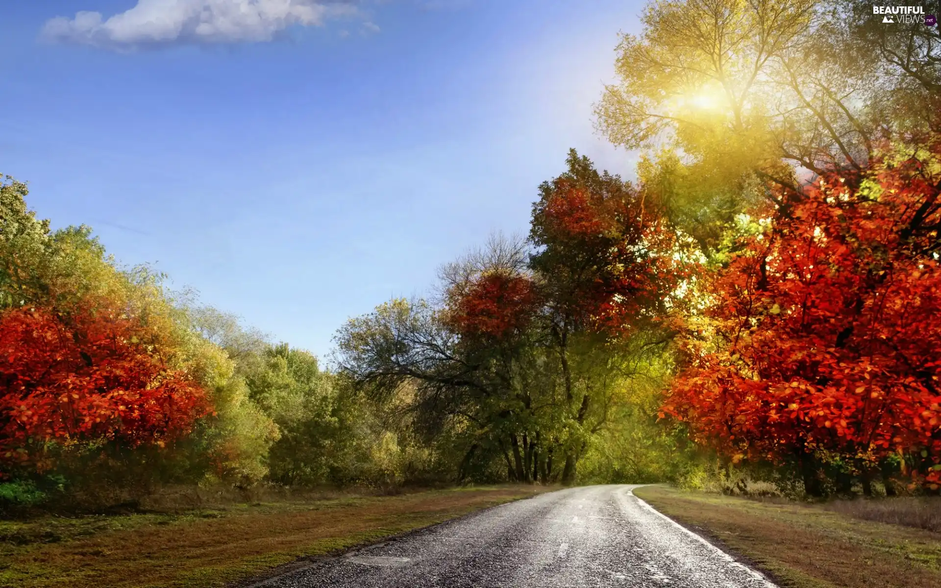 viewes, color, sun, trees, Way, rays, autumn
