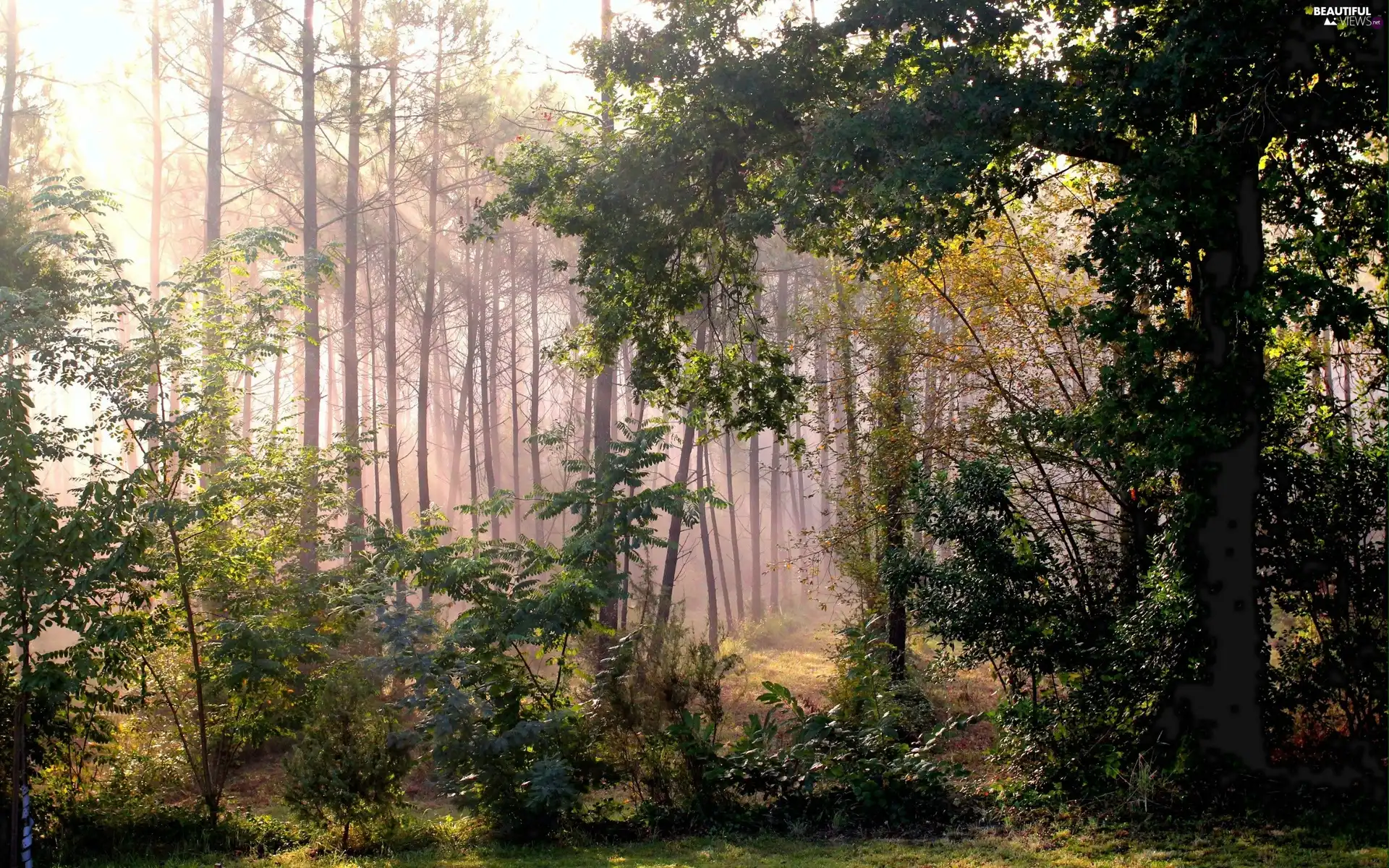 Bush, trees, sun, viewes, forest, rays, autumn