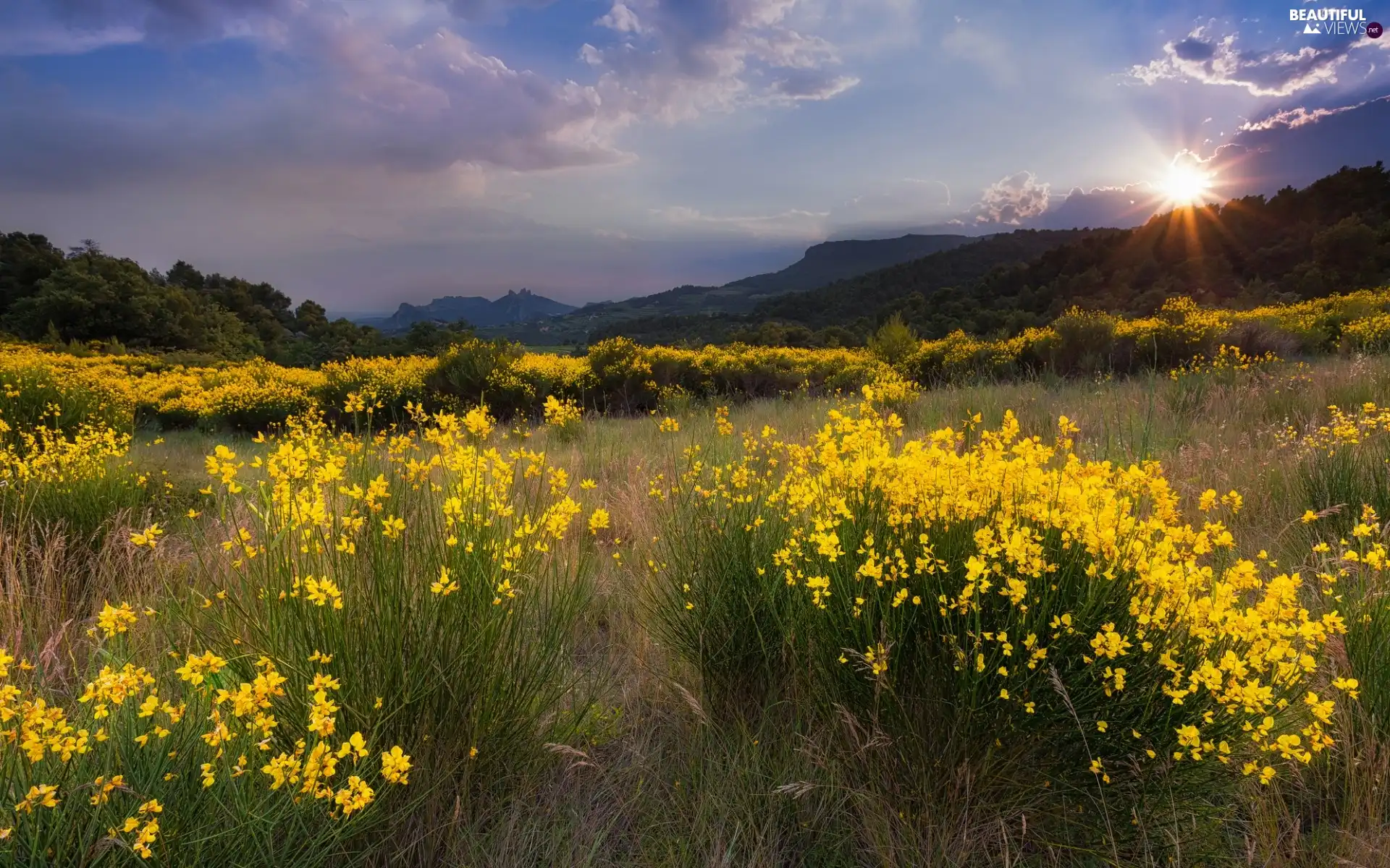 woods, Flowers, sun, Mountains, Meadow, rays, clouds