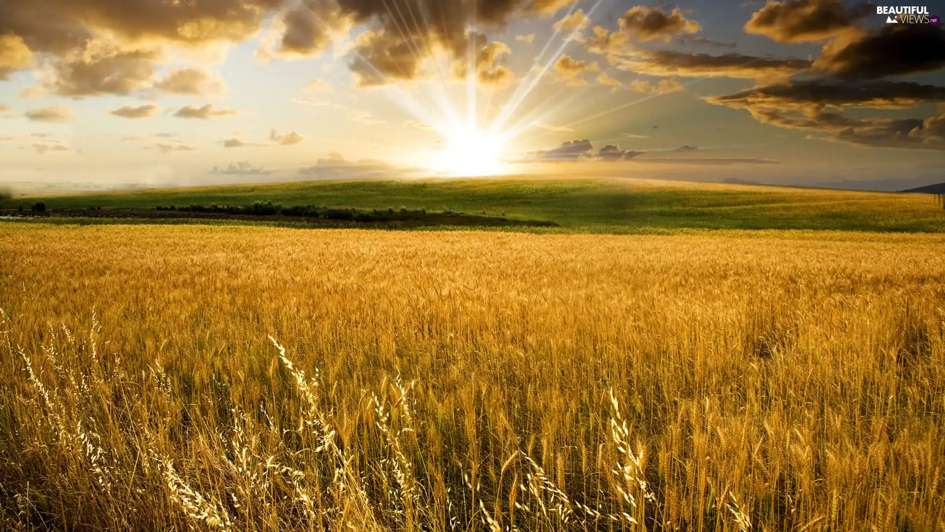 clouds, corn, rays of the Sun