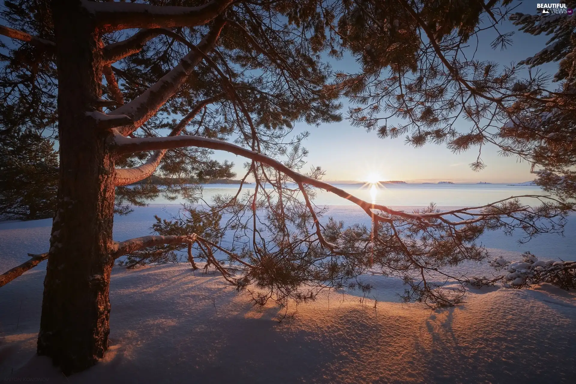 Lake Ladoga, trees, Karelia, pine, winter, rays of the Sun, Russia