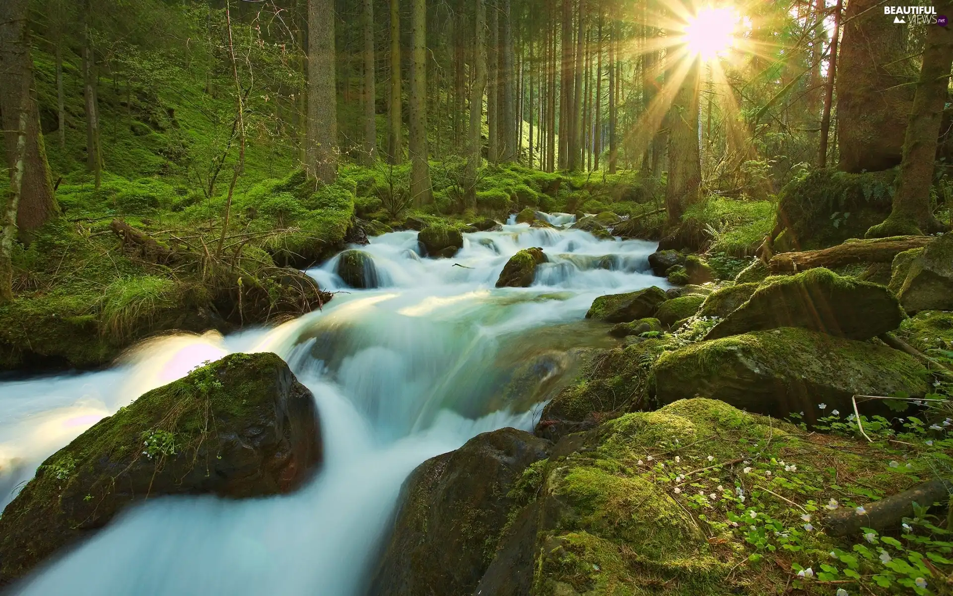 waterfall, rays of the Sun, River, forest