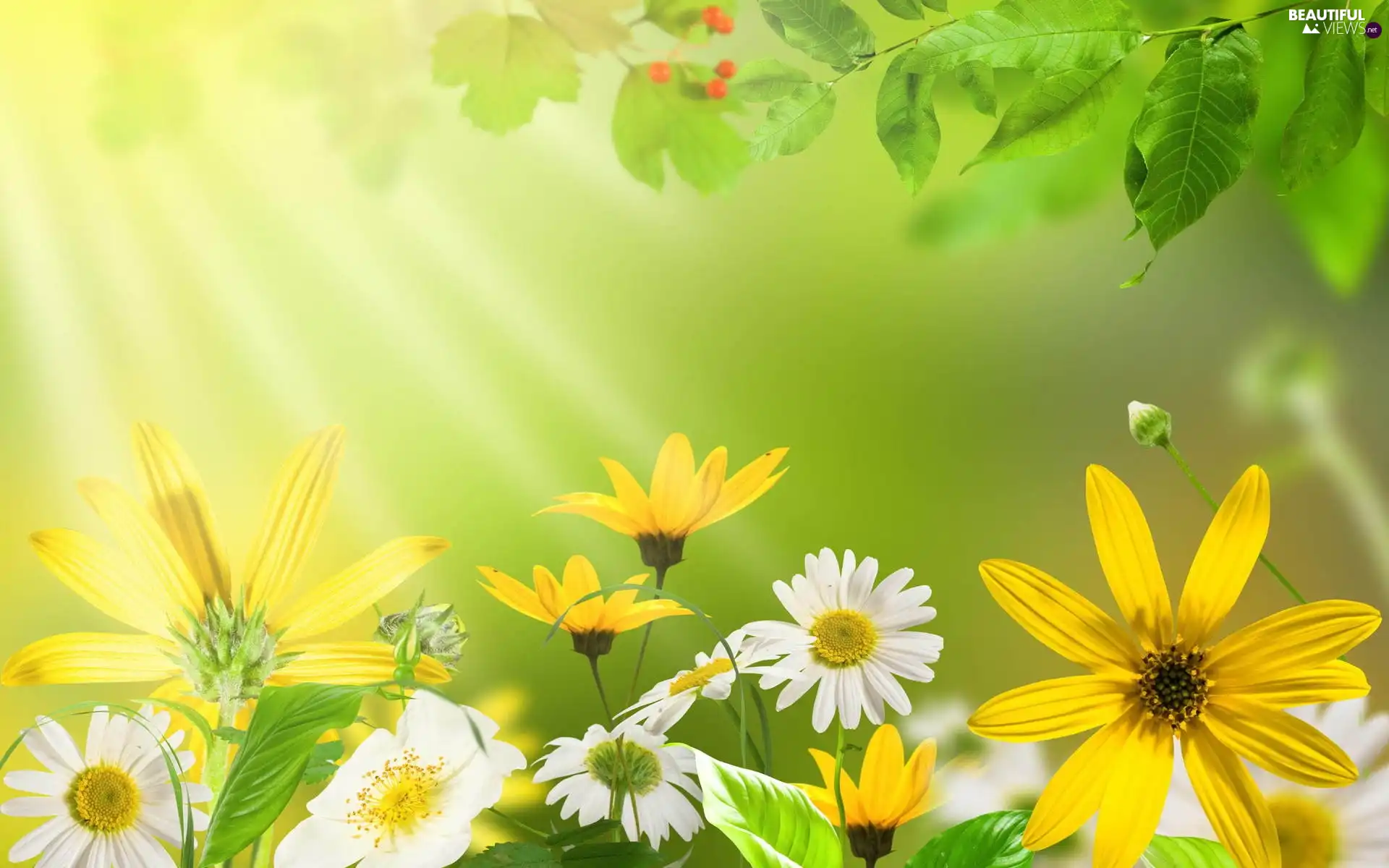 Flowers, rays of the Sun, Spring, Leaf