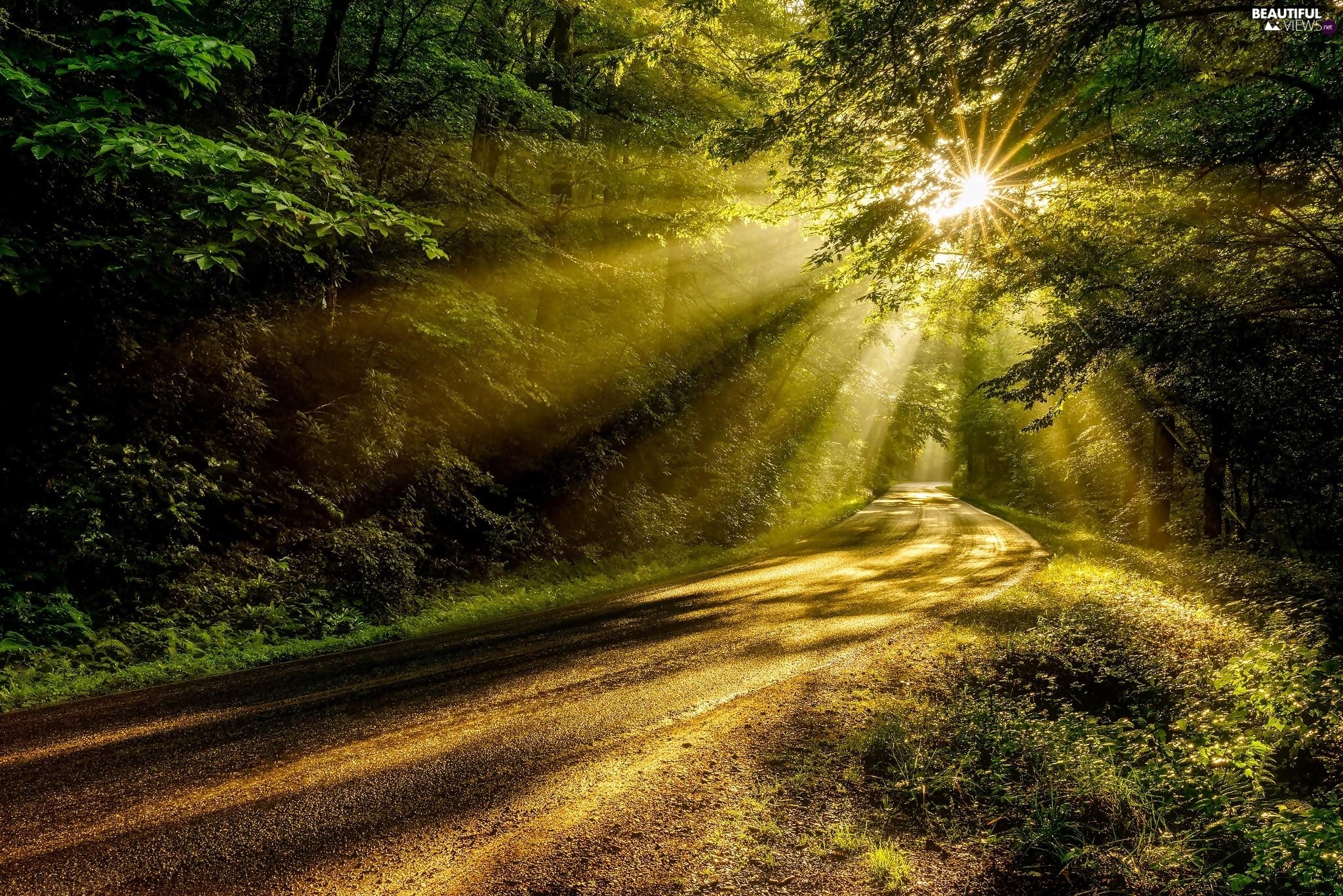 forest, rays of the Sun, summer, Way Beautiful views wallpapers