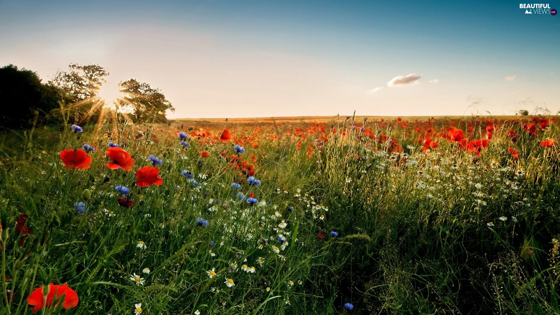 cornflowers, Meadow, rays, sun, camomiles, papavers