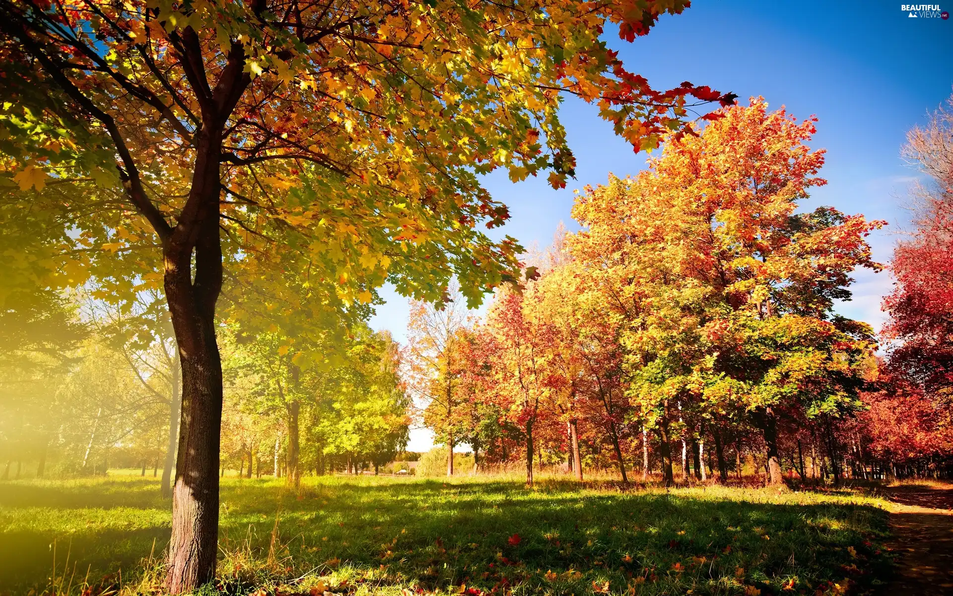 rays, sun, trees, viewes, color