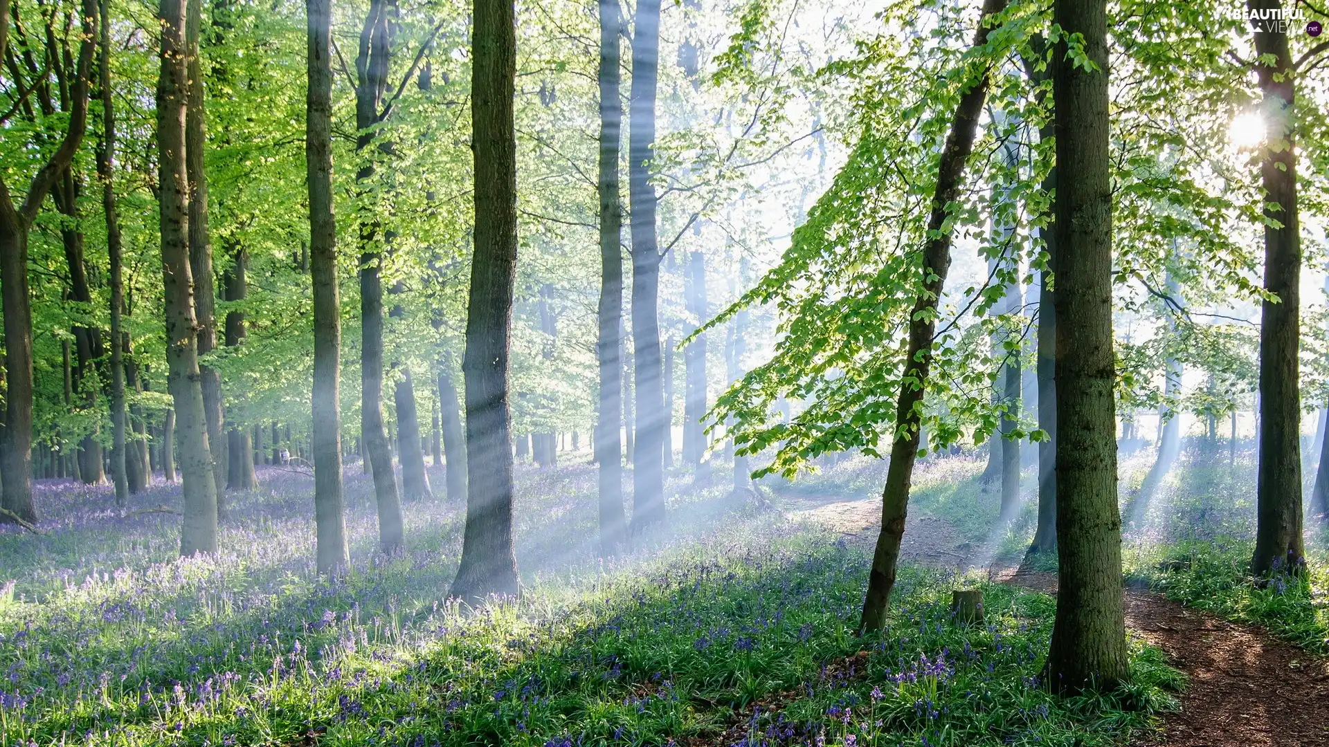 rays, sun, Path, Flowers, forest