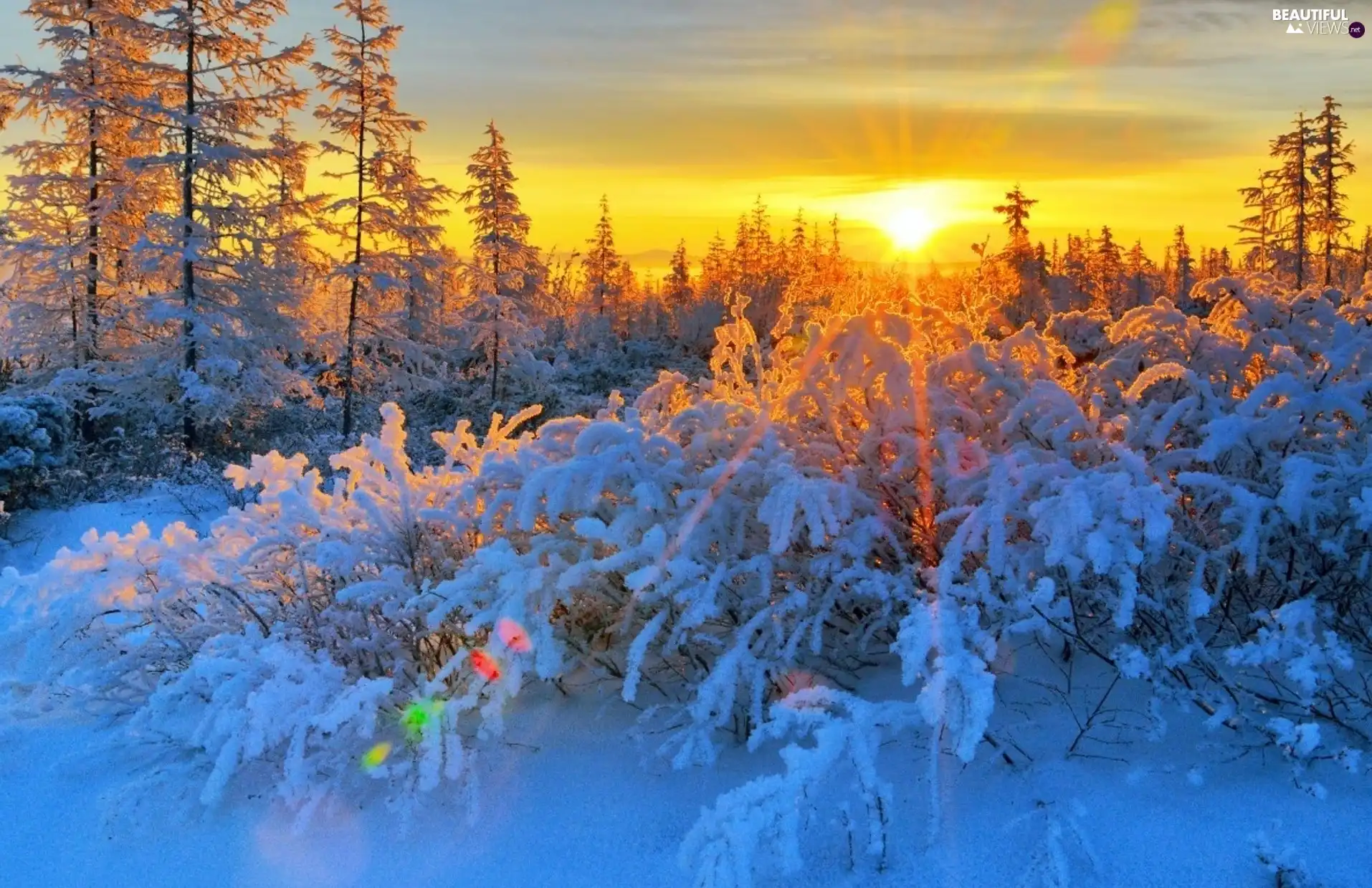 Bush, trees, rays, sun, snow, viewes