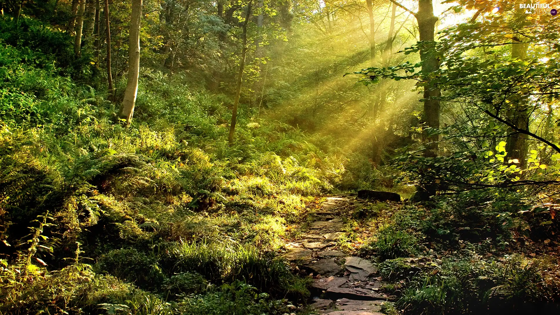 rays, sun, Path, forest, stone