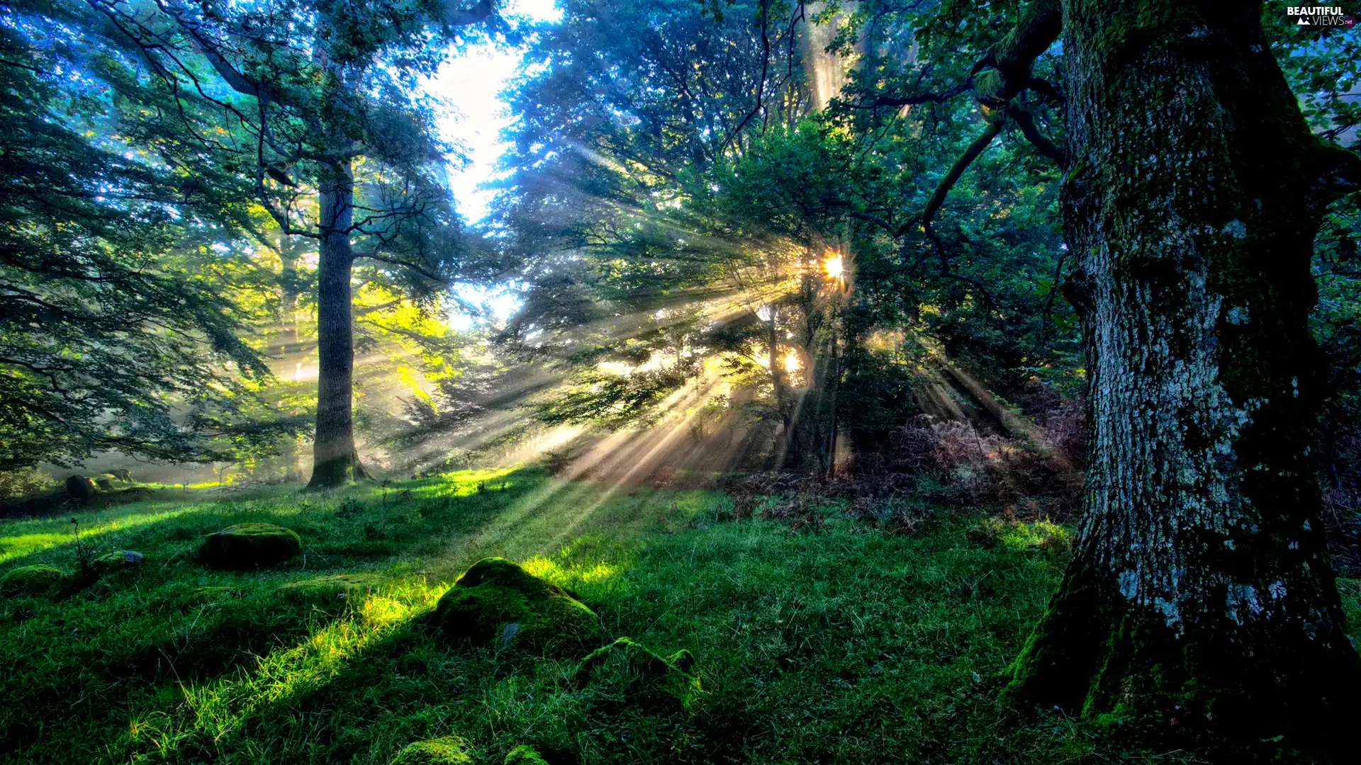 rays, sun, viewes, grass, trees