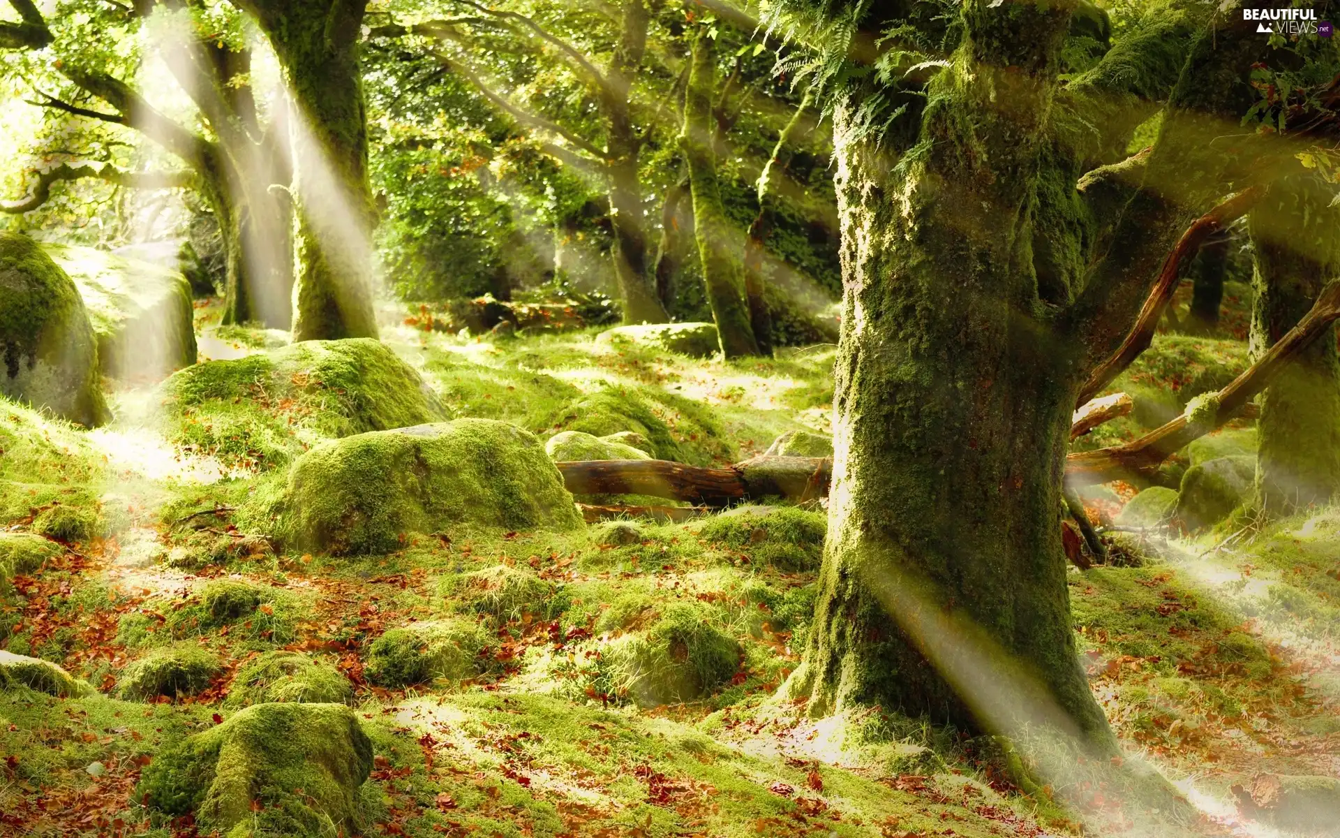 rays, sun, viewes, Stones, trees