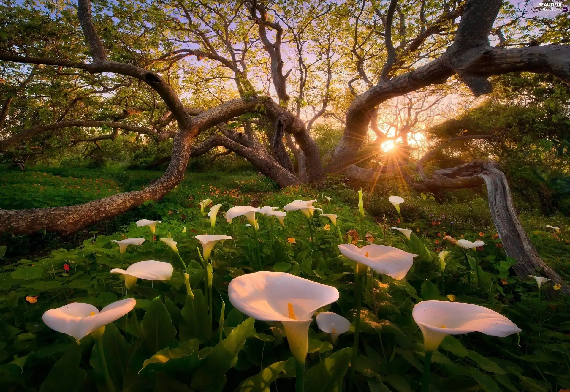 trees, Calla, rays, sun, viewes, forest