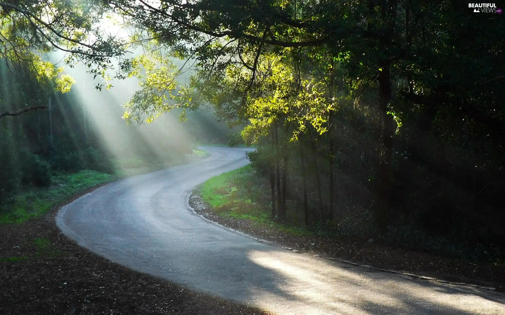 rays, sun, trees, viewes, Way