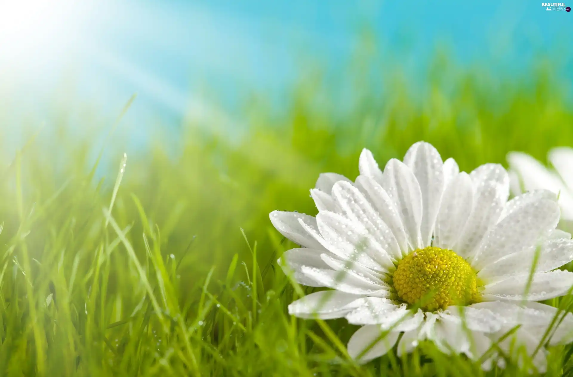 rays, sun, Flower, grass, White