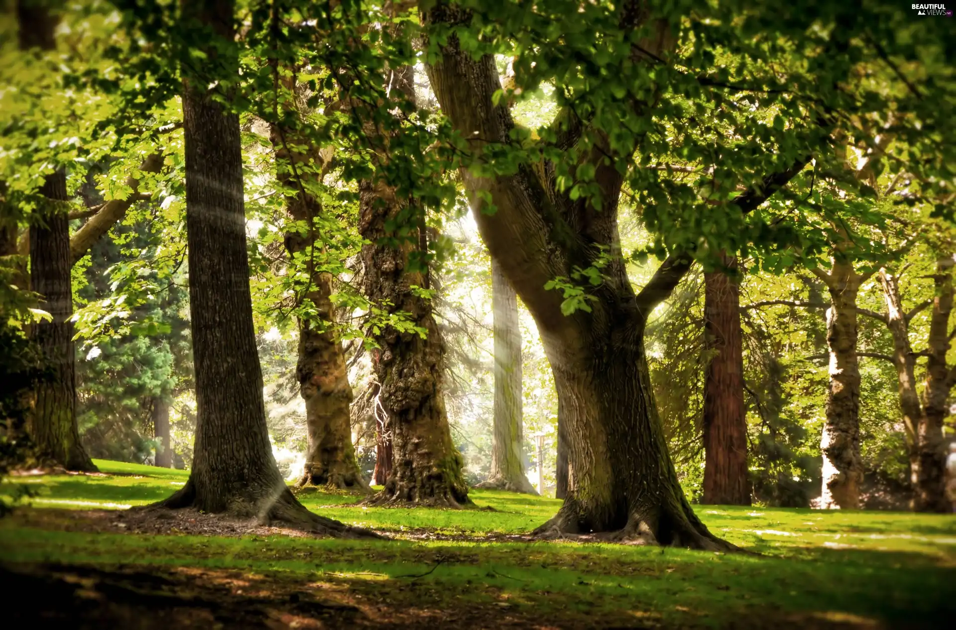 rays, sunny, Leaf, grass, forest