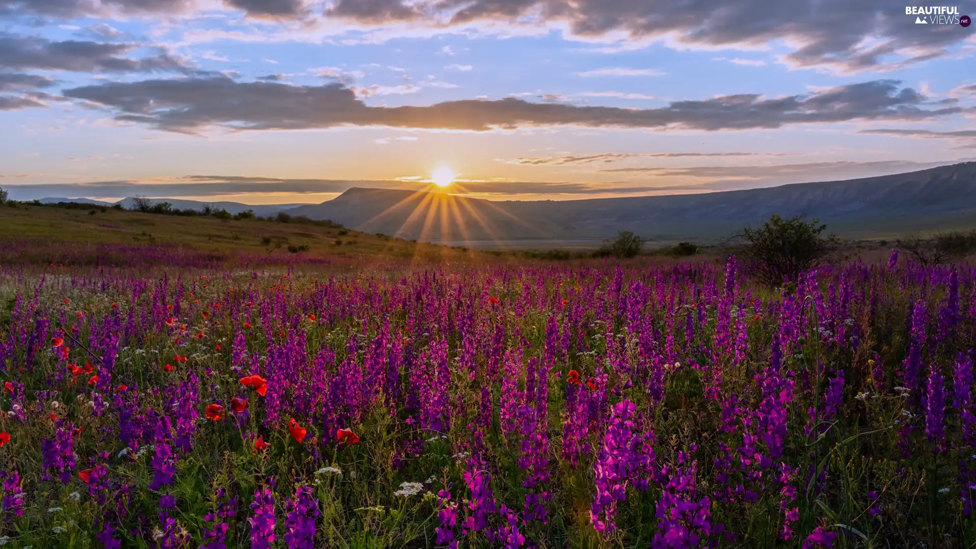 rays of the Sun, clouds, Flowers, The Hills, Meadow