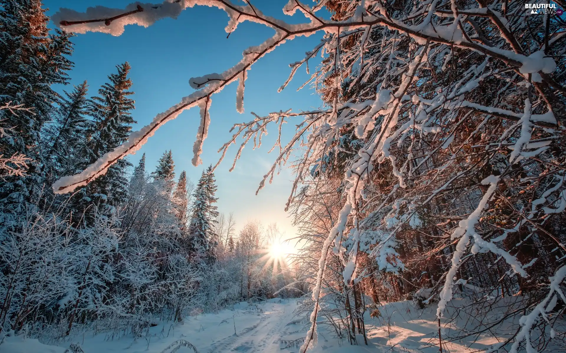 rays of the Sun, winter, viewes, branch pics, trees, forest