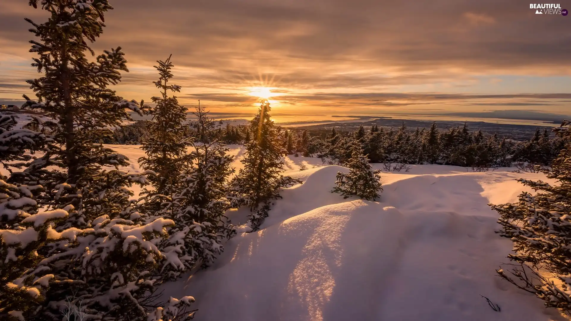 rays of the Sun, The Hills, viewes, Spruces, trees, winter