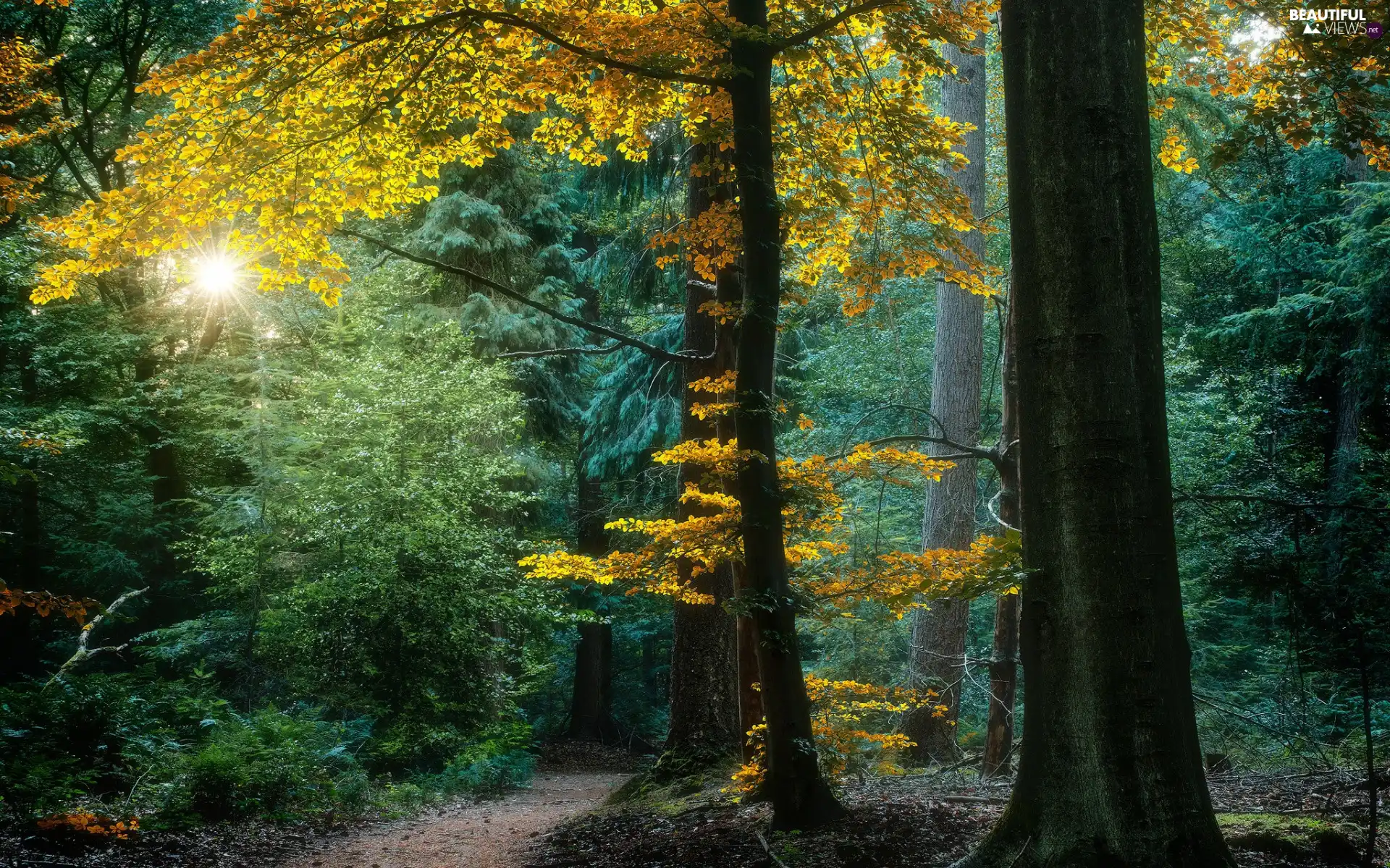 trees, viewes, VEGETATION, Path, sun, forest, autumn, rays