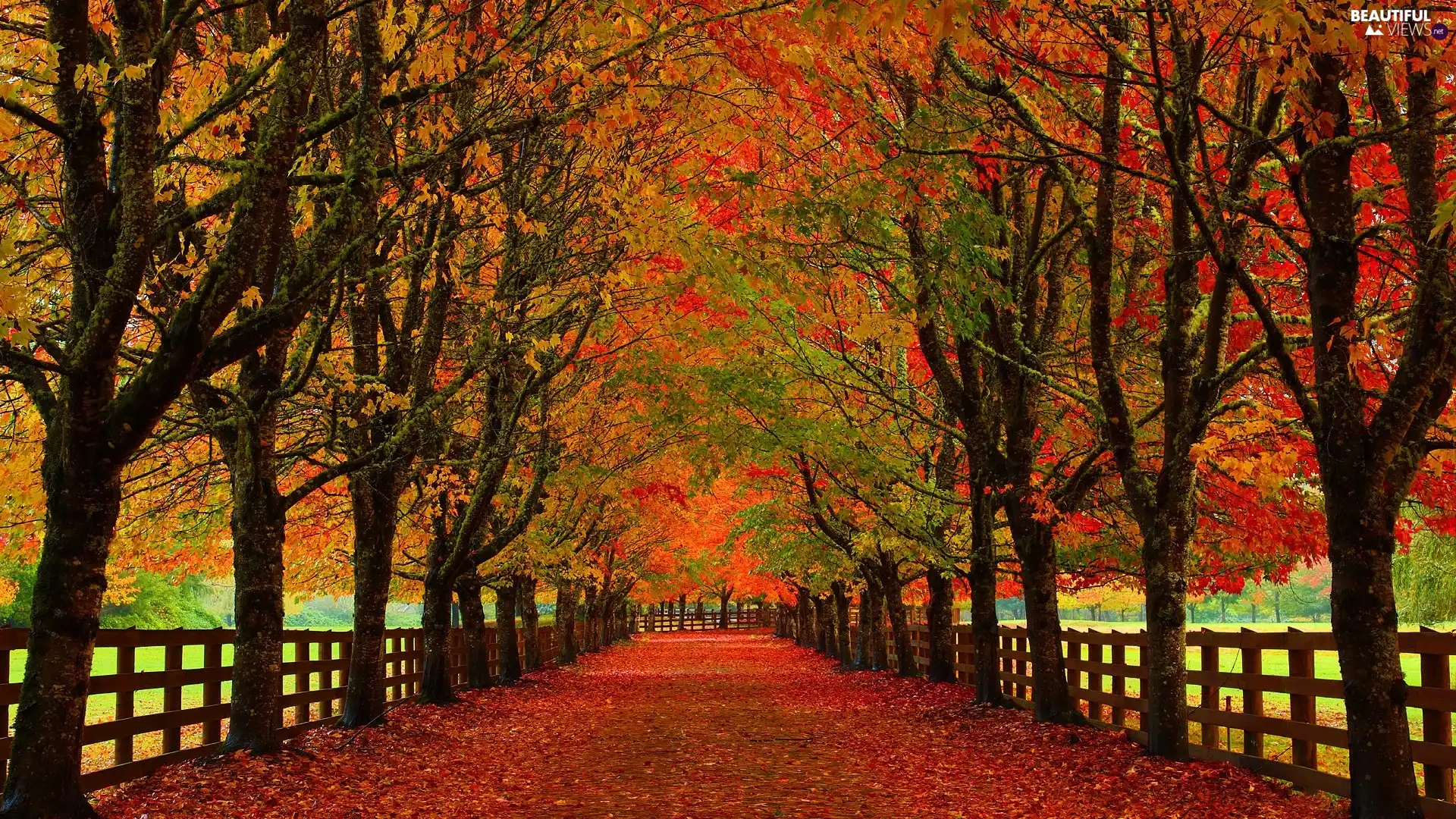 Red, Park, trees, Fance, viewes, autumn, lane, fence, Leaf, Avenues