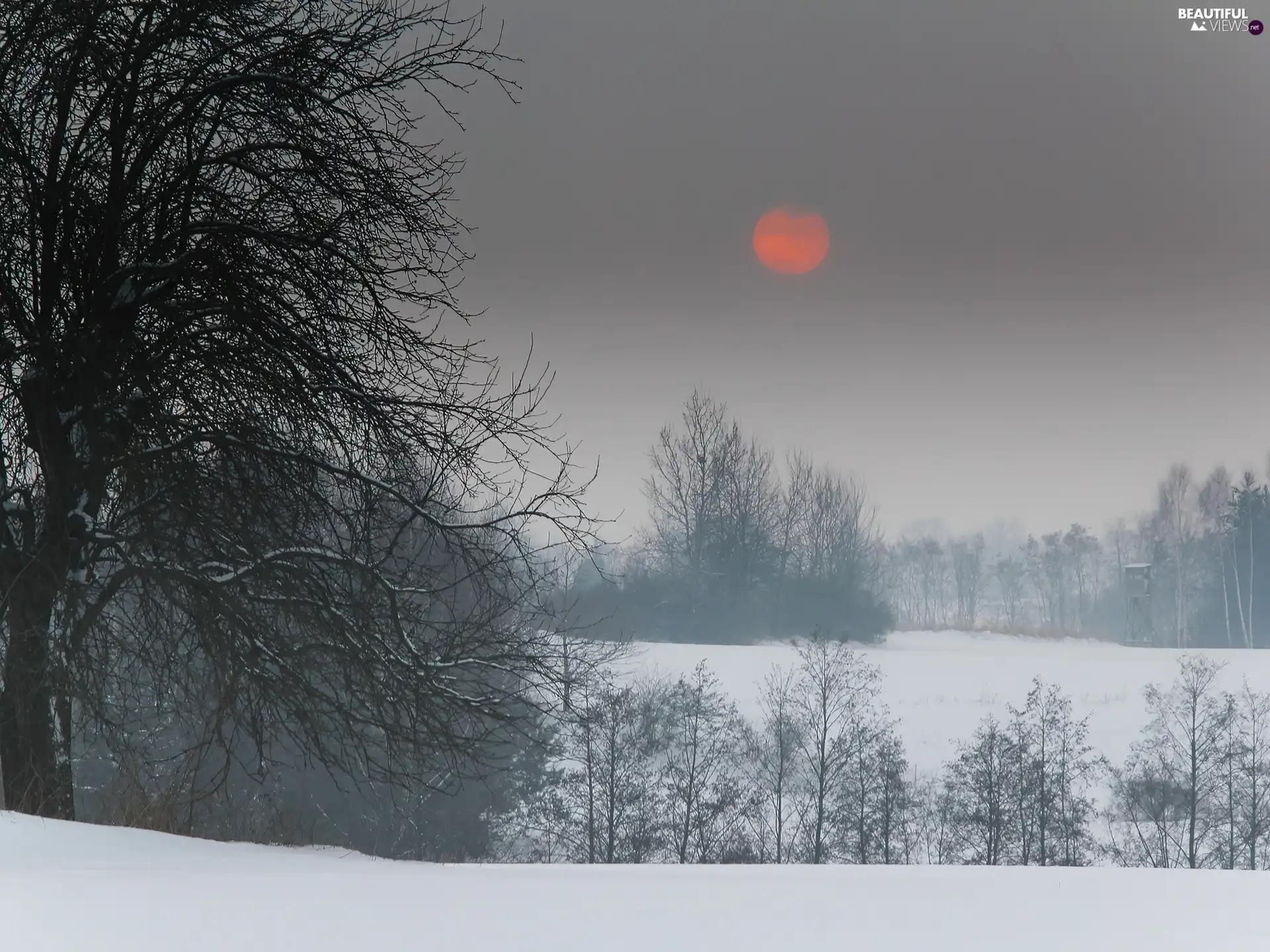 Red, sun, trees, viewes, winter