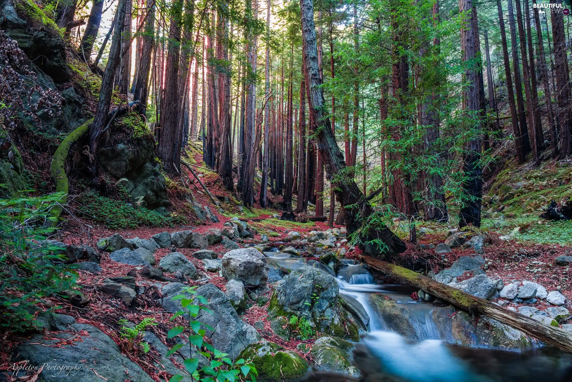 trees, forest, viewes, Redwood National Park, California, The United States, viewes, flux, trees