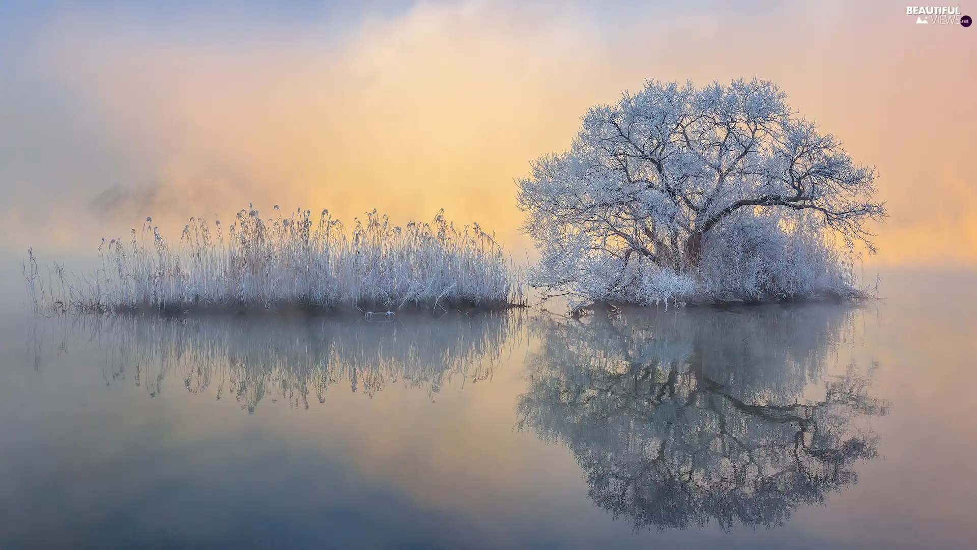 trees, winter, grass, reflection, Fog, White frost